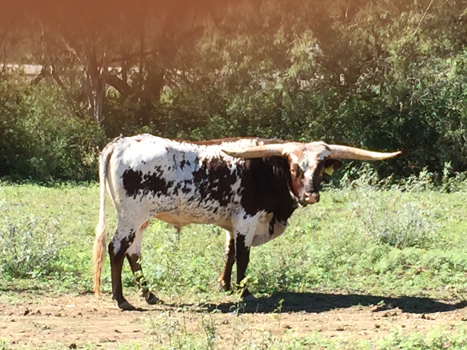 photogallery/img/longhorns/BEME%20SUPER%20RIP.jpg